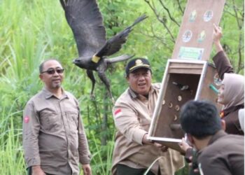 Balai KSDA Yogyakarta dan Kejari Gunungkidul Lepas Liarkan Dua Ekor Raptor