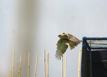 Pertama Kali, Pelepasliaran Elang Jawa Menggunakan PinPoint Solar GPS-ARGOS