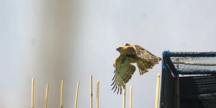 Pertama Kali, Pelepasliaran Elang Jawa Menggunakan PinPoint Solar GPS-ARGOS