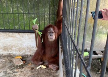 BBKSDA Sumut Evakuasi Tujuh Satwa Liar Dilindungi dari Kabupaten Langkat