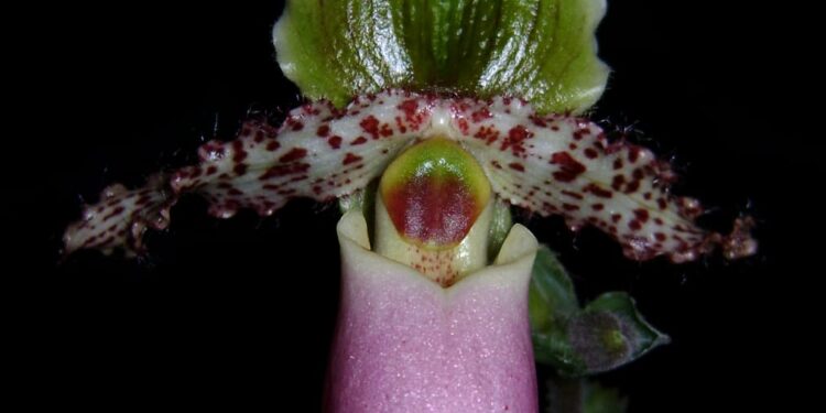 Ini Penyebab Anggrek Kantung Terancam Kelestariannya di Indonesia