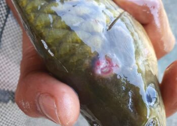 KKP Respons Dinamika Perdagangan Global