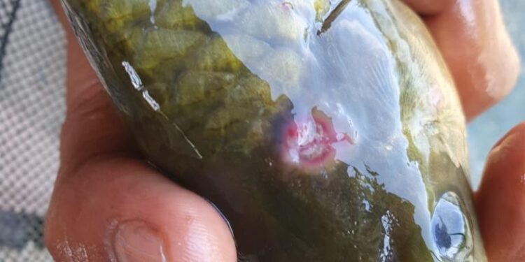 KKP Respons Dinamika Perdagangan Global