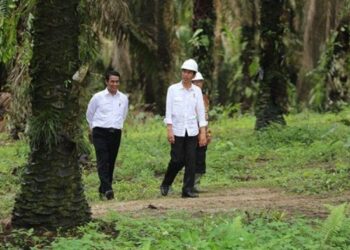 Harga TBS di Riau Naik 2,5% untuk Periode 2-8 Februari 2022