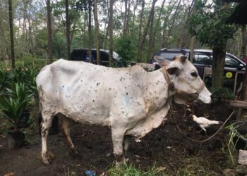 Kementan Pastikan Penyakit LSD pada Sapi Tidak Berbahaya Bagi Kesehatan Masyarakat