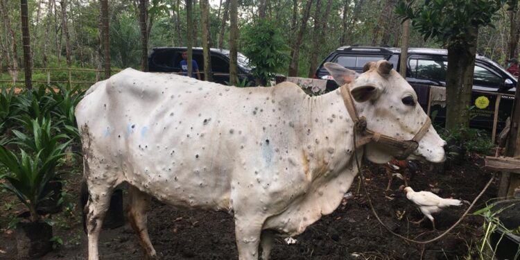 Kementan Pastikan Penyakit LSD pada Sapi Tidak Berbahaya Bagi Kesehatan Masyarakat