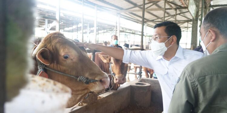 BPN Mobilisasi Sapi Lokal Jatim untuk Penuhi Kebutuhan DKI Jakarta, Banten dan Jabar