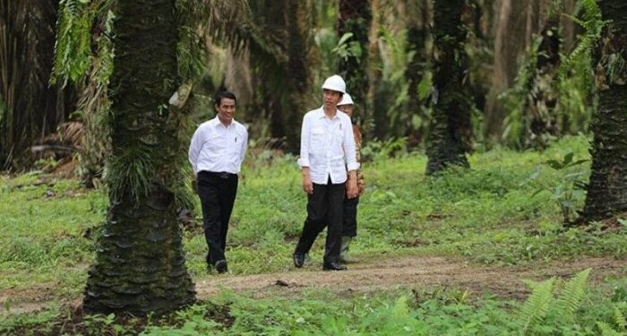 Pola Kemitraan, Solusi untuk Akselerasi Peremajaan Sawit Rakyat