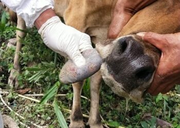 Ditemukan Kasus PMK di Empat Kebupaten di Jawa Timur