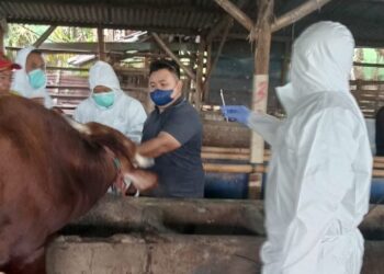 Inilah Kronologis Wabah PMK di Empat Kabupaten di Jawa Timur