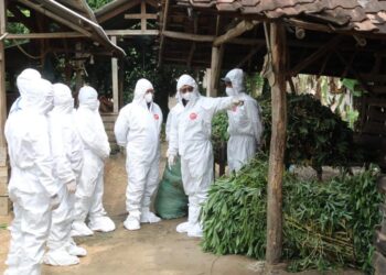 Puskeswan Berbagai Daerah Aktif Bergerak Tangani Wabah PMK