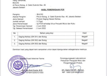 Daging Kerbau Impor Bulog Kantongi Sertifikat Bebas PMK