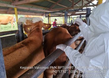 Dalam Dua Hari, Vaksinasi PMK Tembus 58.000 Dosis