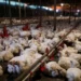 Amankan Pasokan, Malaysia Timbun Stok Ayam