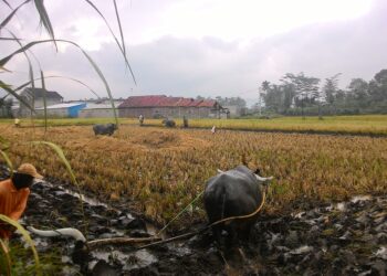 Petani di Garut Mengeluhkan Kelangkaan Tenaga Kerja Buruh Tani