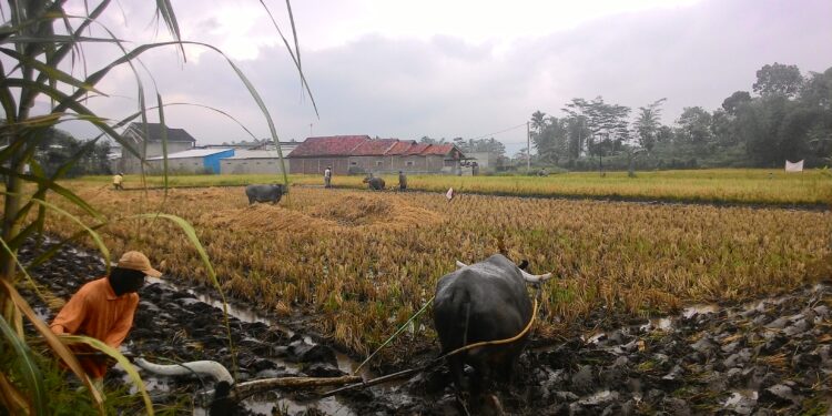 Petani di Garut Mengeluhkan Kelangkaan Tenaga Kerja Buruh Tani