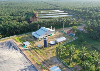 Eagle High Proyeksikan Produksi CPO Naik 30% Tahun 2022