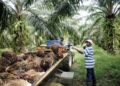 Pejabat MPOB: Stok Minyak Kelapa Sawit Malaysia Bisa Anjlok di Bawah 2 Juta Ton Akhir April
