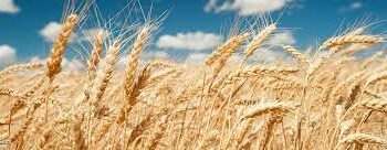 Ukraina Upayakan Pembukaan Kembali Fasilitas Transit Biji-bijian melalui Polandia pasca Larangan Impor