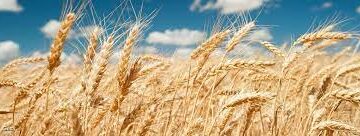 Ukraina Upayakan Pembukaan Kembali Fasilitas Transit Biji-bijian melalui Polandia pasca Larangan Impor