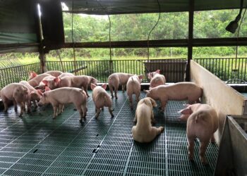 Singapura Siap Buka Impor Karkas Babi Dari Pulau Bulan