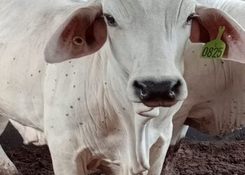 Barantan Tangguhkan Impor Sapi dari 4 Peternakan di Australia Karena Terdeteksi LSD