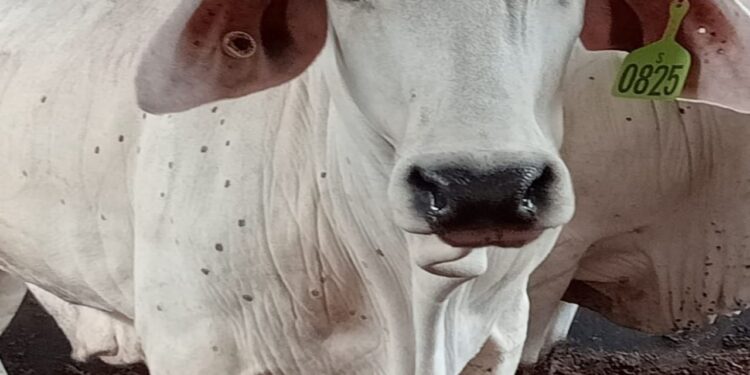 Barantan Tangguhkan Impor Sapi dari 4 Peternakan di Australia Karena Terdeteksi LSD