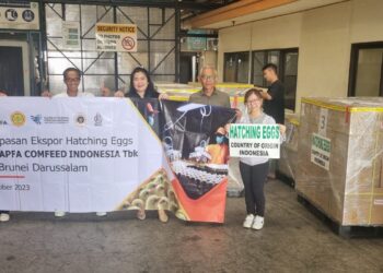Indonesia Berhasil Tembus Pasar Telur Tetas Ayam Brunei Darussalam