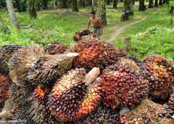 Potensi Biomassa Indonesia Menjanjikan, Diprediksi Dapat Hasilkan Listrik Setara 56,97 GW