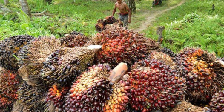 Potensi Biomassa Indonesia Menjanjikan, Diprediksi Dapat Hasilkan Listrik Setara 56,97 GW