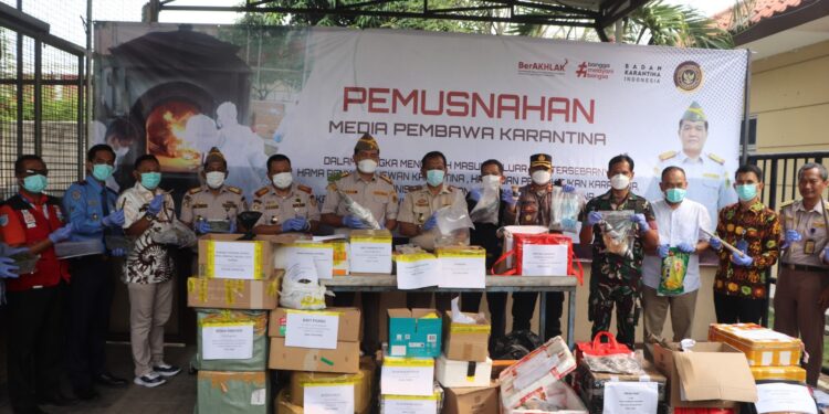 Barantin Musnahkan Ribuan Bibit Pisang Berpenyakit Asal Filipina