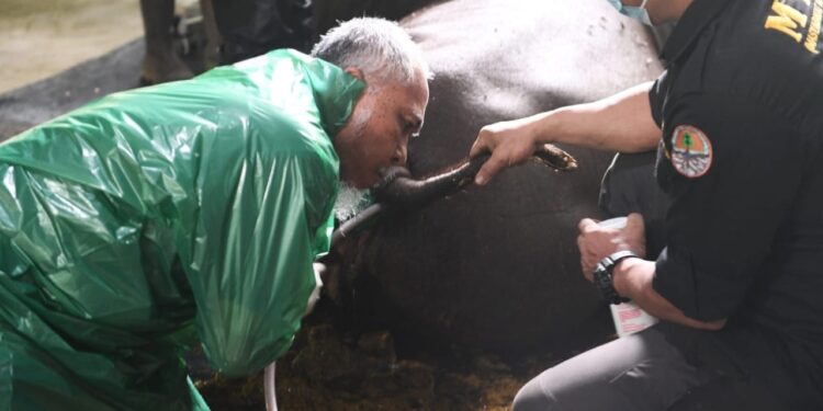 Bayi Tabung Badak, Upaya KLHK Lestarikan Badak Sumatera di Kalimantan