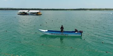 Ini Strategi KKP Bangun Industri Hilir Rumput Laut