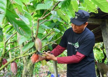 Kembangkan Kakao Berkualitas Dunia, Program PPM PT Berau Coal Dongkrak Kesejahteraan Petani