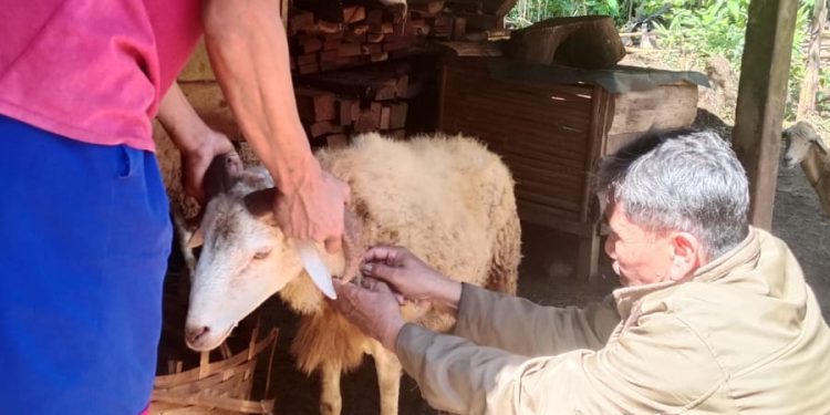 Kendalikan PMK Jelang Ramadhan, Kementan Lakukan Percepatan Vaksinasi PMK