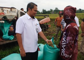 BULOG Serap 30.000 Ton Setara GKP Tiap Hari