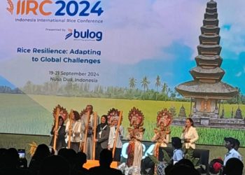FAO Tawarkan Pengembangan Padi Ratun kepada Petani Padi Indonesia