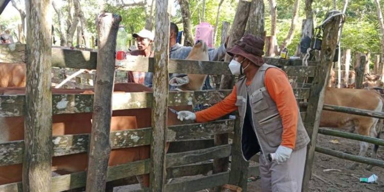 Kementan Himbau Daerah Perketat Pengawasan Lalu Lintas Ternak Terkait Wabah Jembrana di Sultra