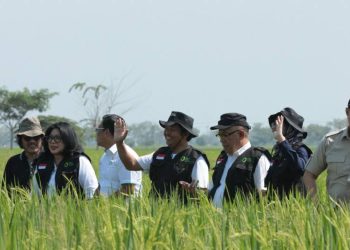Perum Bulog Lakukan Monitoring Titik Panen Jelang Perubahan HPP