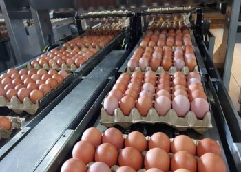 Produksi Telur Nasional Surplus, Kementan Siap Fasilitasi Ekspor ke Negara Sahabat