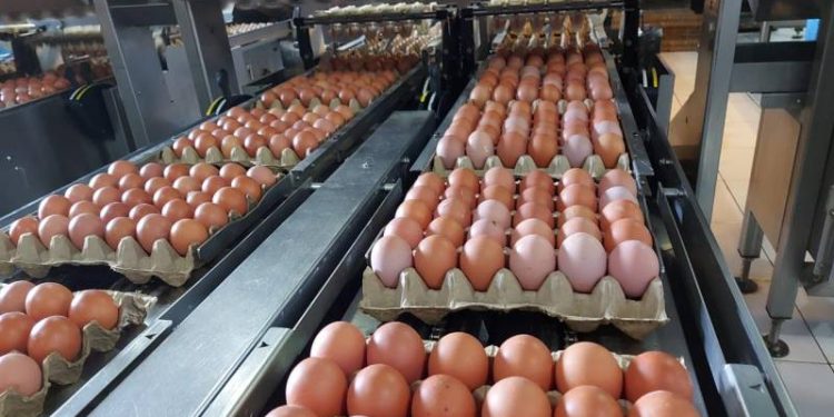 Produksi Telur Nasional Surplus, Kementan Siap Fasilitasi Ekspor ke Negara Sahabat