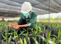 Astra Agro Lepas Varietas Sawit Unggul yang Tahan Ganoderma