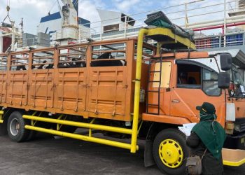 Lebih Dari 1.500 Sapi Perah Impor Tiba, Perkuat Produksi Susu Nasional