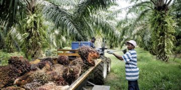 GAPKI: Kinerja Produksi, Konsumsi dan Ekspor Sawit Menurun di September