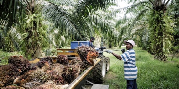 GAPKI: Kinerja Produksi, Konsumsi dan Ekspor Sawit Menurun di September