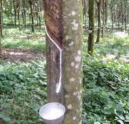 Ekspor Karet Sumut Melemah di November 2025, Terdampak Permintaan Global dan Gangguan Logistik Akibat Banjir