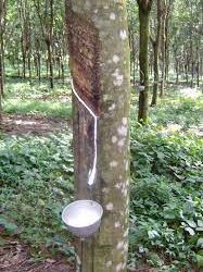 Ekspor Karet Sumut Melemah di November 2025, Terdampak Permintaan Global dan Gangguan Logistik Akibat Banjir