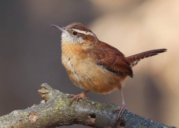 Mengamati dan Mendengar Kicauan Burung Bermanfaat bagi Kesehatan Mental Anda