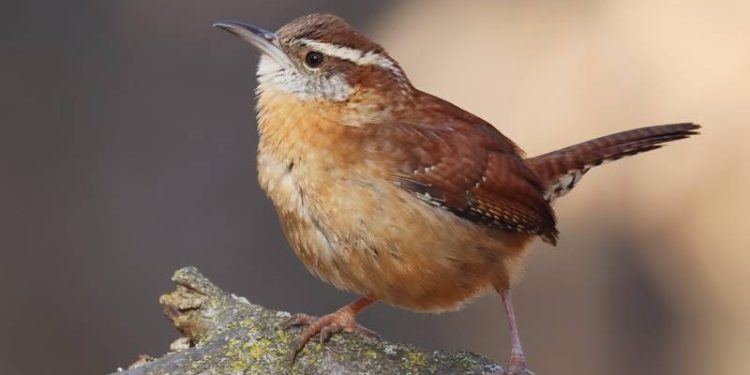 Mengamati dan Mendengar Kicauan Burung Bermanfaat bagi Kesehatan Mental Anda