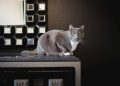 10 Fakta Menarik Tentang Cakar Kucing Anda